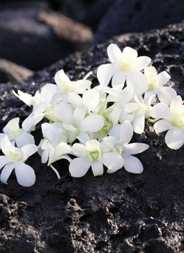 loose white orchids